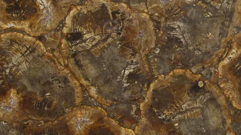 Окаменелое дерево Petrified Wood Beige