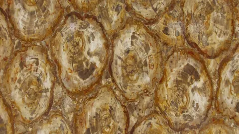 Окаменелое дерево Petrified Wood Brown