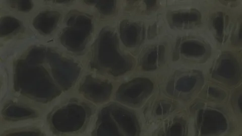 Кварцит Tortuga