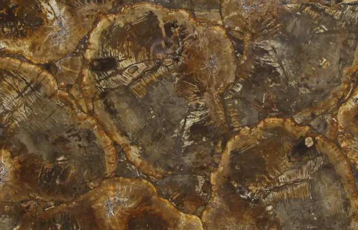 Окаменелое дерево Petrified Wood Beige