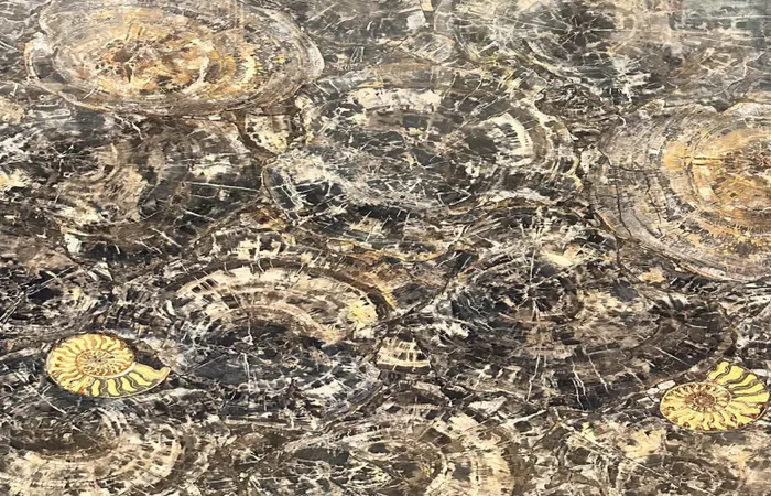 Окаменелое дерево Petrified Wood Black With Gold Ammonites