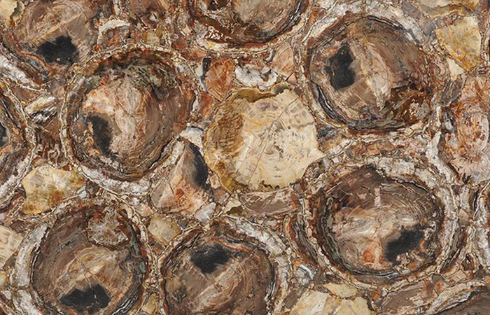 Окаменелое дерево Brown Petrified Wood