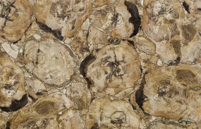 Окаменелое дерево Petrified Wood Beige