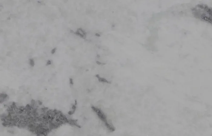 Мрамор White Cintilante
