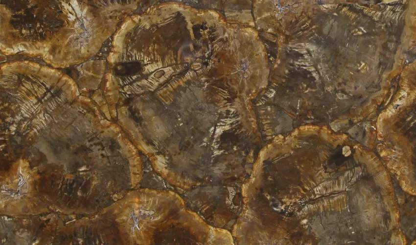 Окаменелое дерево Petrified Wood Beige