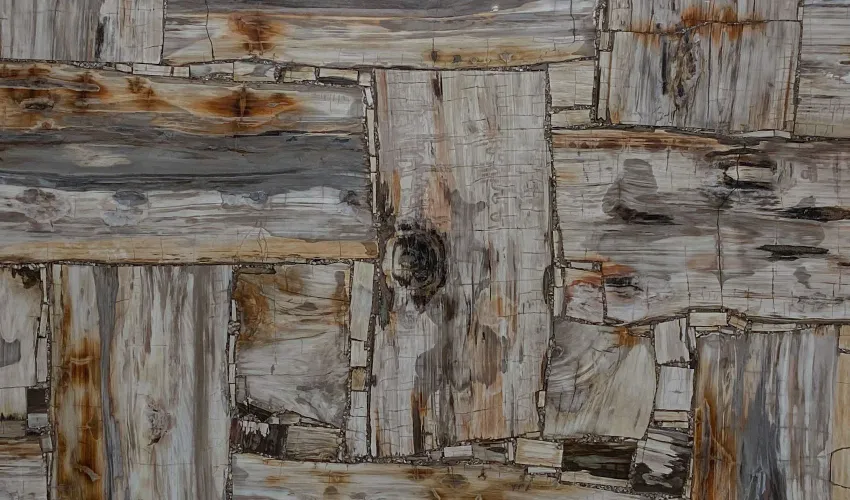 Окаменелое дерево Petrified Wood White